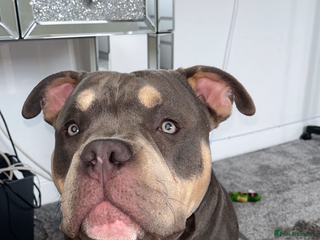 American Bully dogs - Advert 1