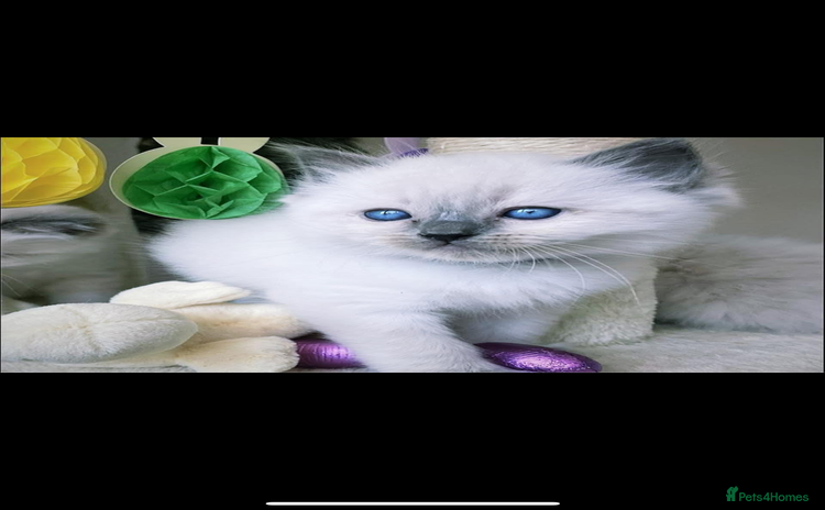 Ragdoll cats for sale - Advert 2