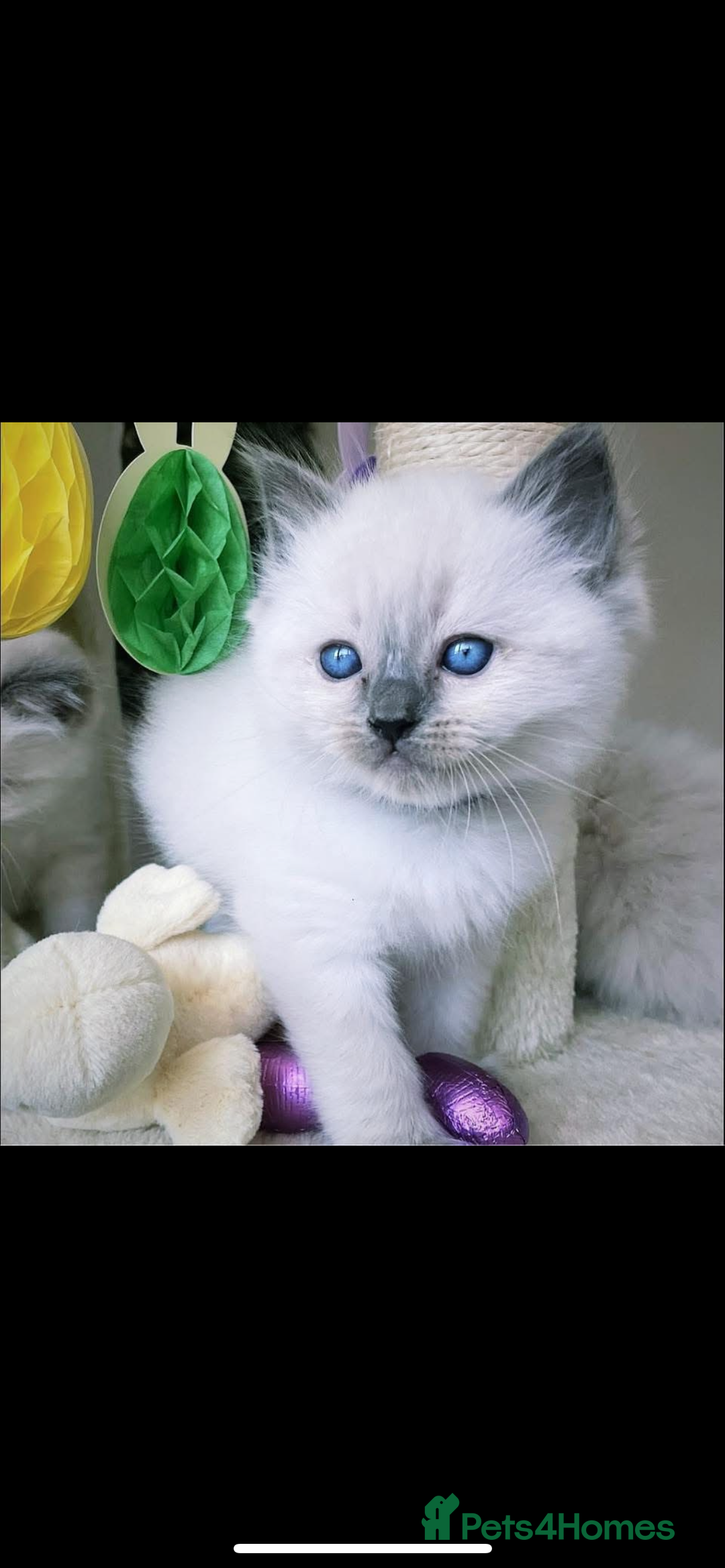 Ragdoll cats for sale: Ragdoll kittens due - Image 1