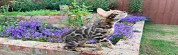 Bengal cats for sale: Bengal Kitten for Sale GCCF registered - Advert 5