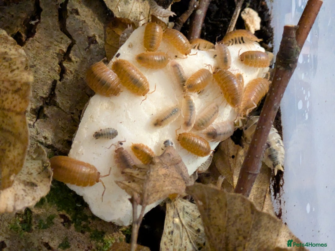 Mixed Breed invertebrates for sale: Isopods clean up crew  - Image 4