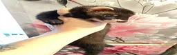 Ferret rodents for sale: 3 gorgeous ferret kits looking for new homes - Advert 2
