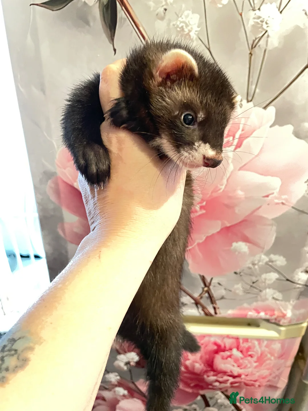 Ferret rodents for sale: 3 gorgeous ferret kits looking for new homes - Advert 2