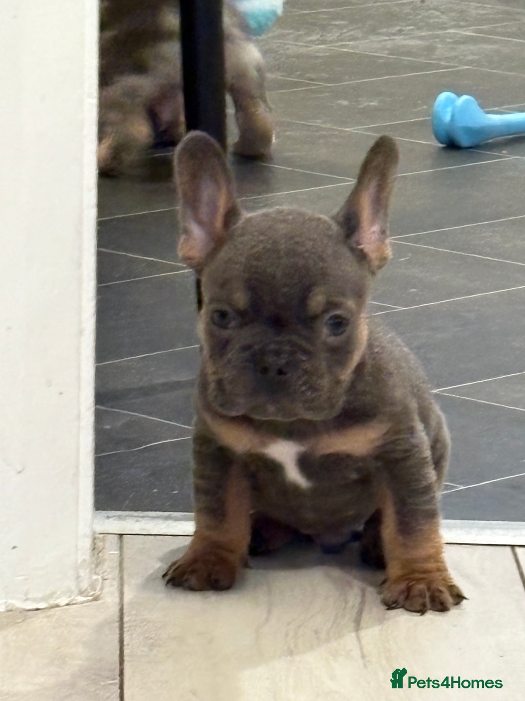 French Bulldog dogs for sale: *REDUCED* READY TO LEAVE French bulldogs  - Advert 12