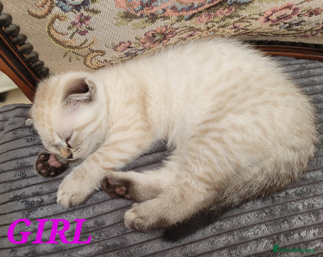 Scottish Fold cats for sale: Scottish fold kittens  - Image 29