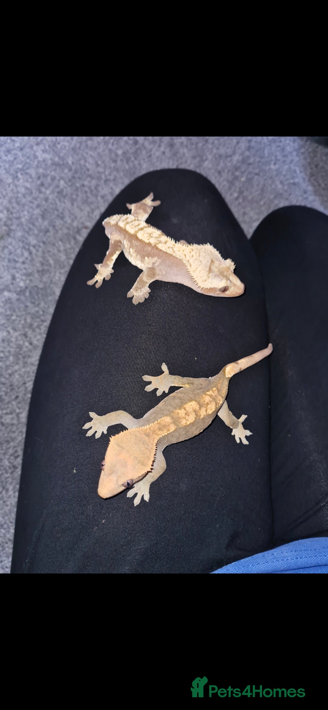 Gecko reptiles for sale: Male & Female crested gecko full set up - Advert 4