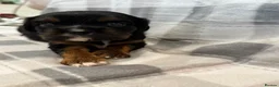 Cavalier King Charles Spaniel dogs for sale: Cavalier puppies for sale  - Advert 6