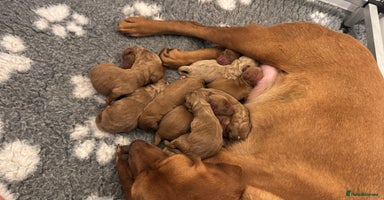 Labradoodle dogs - Advert 12