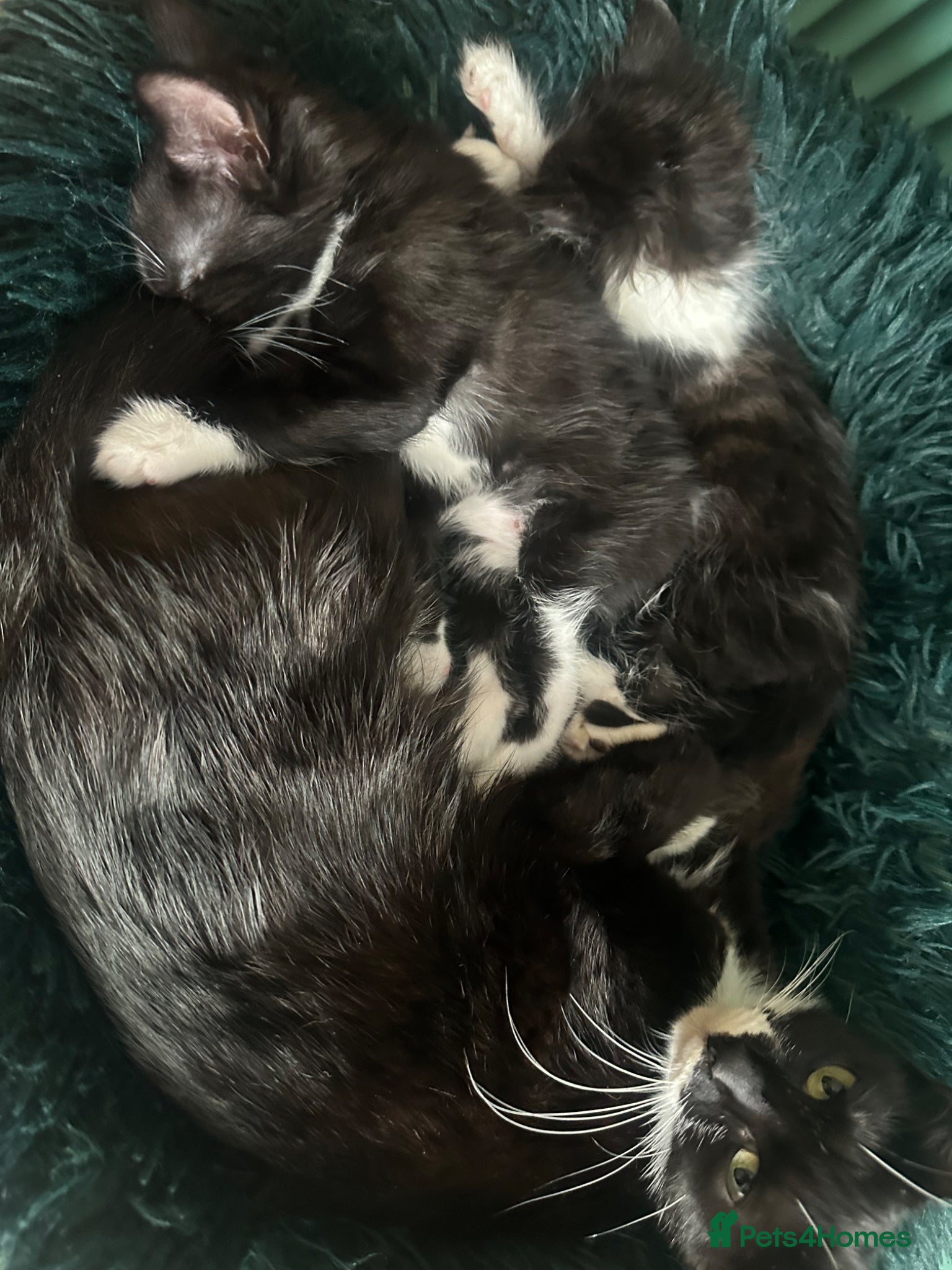 Mixed Breed cats for sale: Long hair kittens  - Advert 2