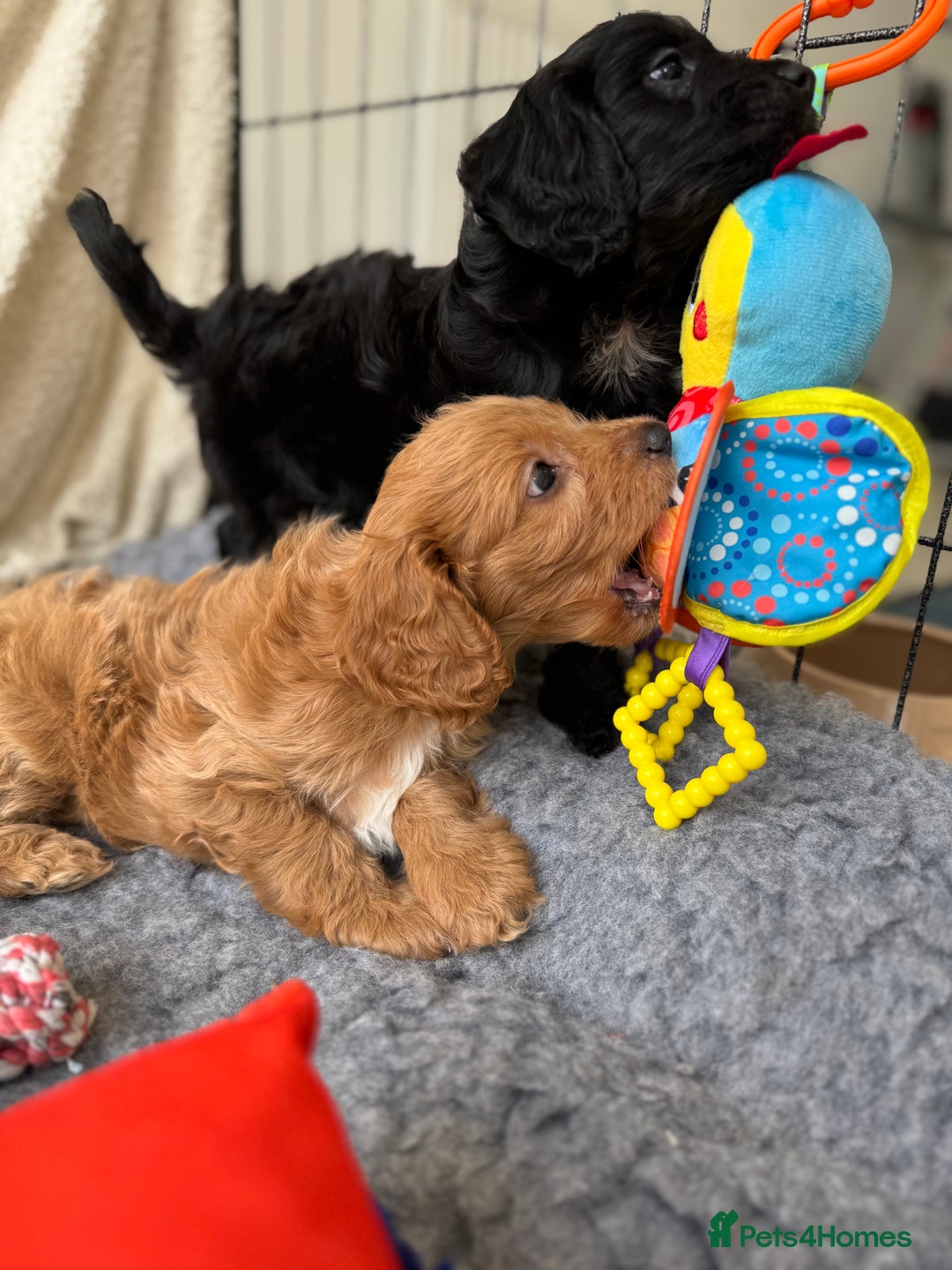 Cavapoo dogs for sale: Quality bred Cavapoo F1 - Image 8