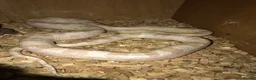 Snake reptiles for sale: Various snakes for sale - Advert 10