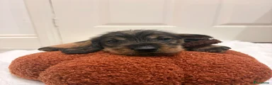 Gruffalo