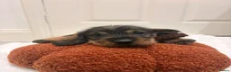 Dachshund dogs for sale: Standard quality Wire haired dachs - Advert 10
