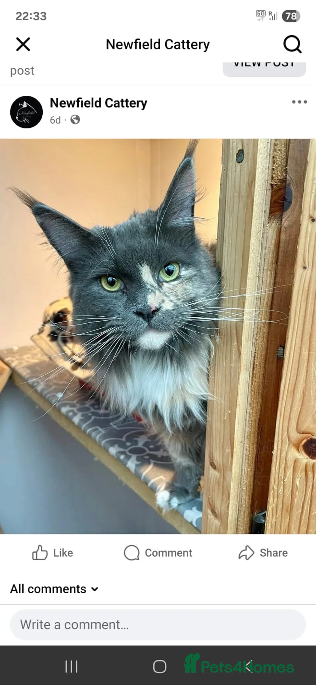 Maine Coon cats for sale: Female Maine Coon - Advert 2