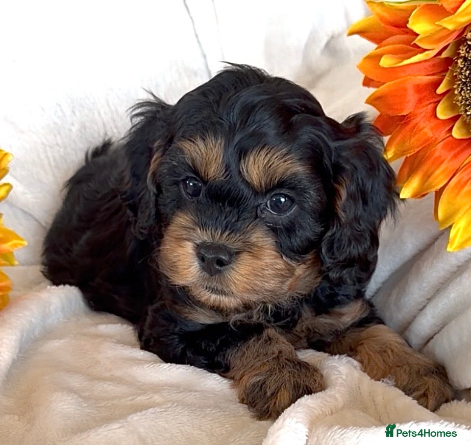 Cavapoo dogs Stunning F1 Cavapoos puppies  - Advert 2