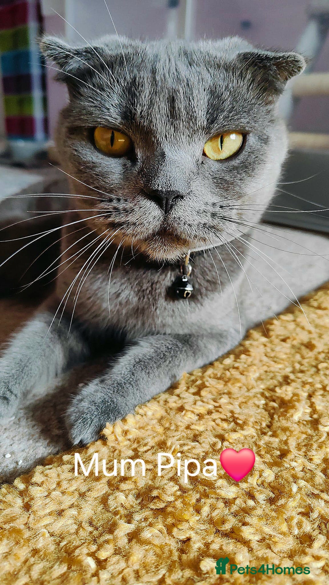 Scottish Fold cats for sale: ❤️Gorgeous Scottish Fold Straight ears kittens❤️ - Image 35