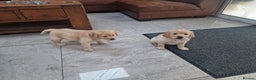 Labrador Retriever dogs for sale: Labrador very cute and playful puppies  - Advert 4