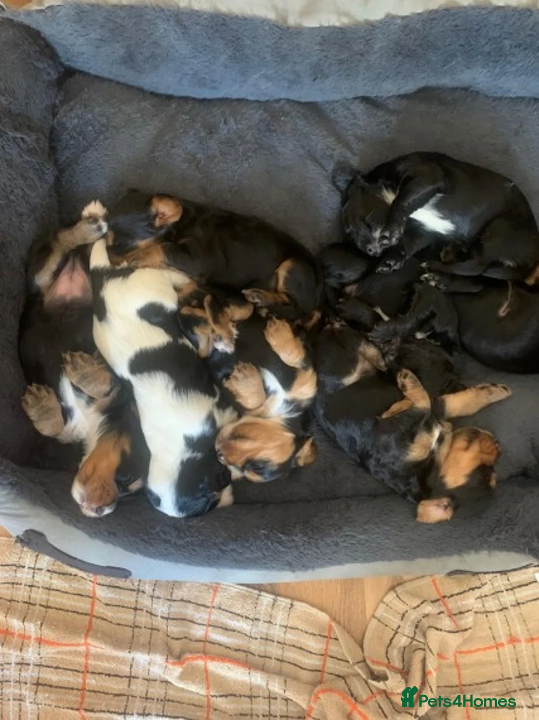 Cocker Spaniel dogs for stud: PROVEN,FULLY HEALTH TESTED Black&Tan Cocker Stud in Bristol - Advert 7