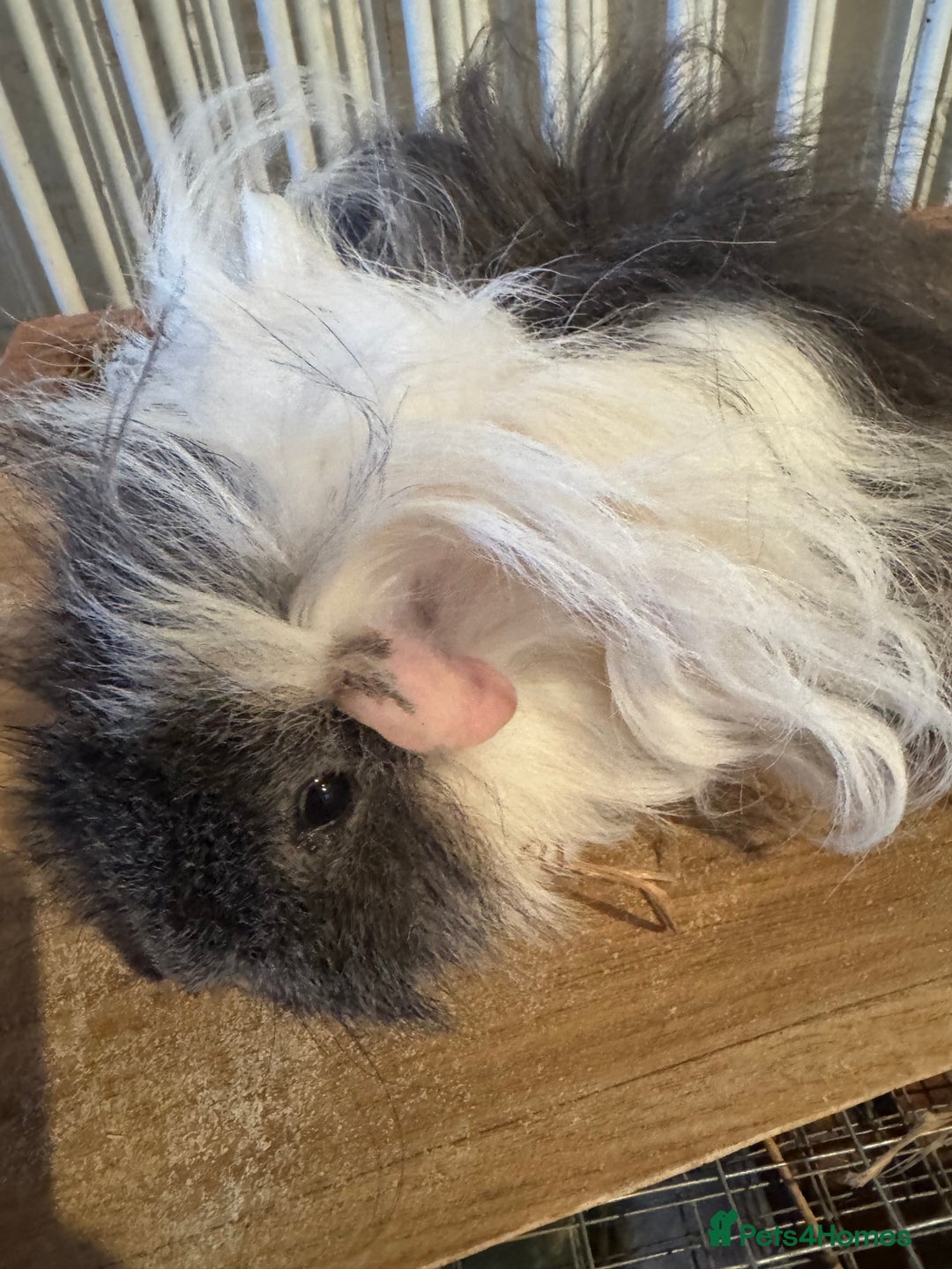 Guinea Pig rodents for sale: **FREE** Purebred Longhaired sows  - Image 12