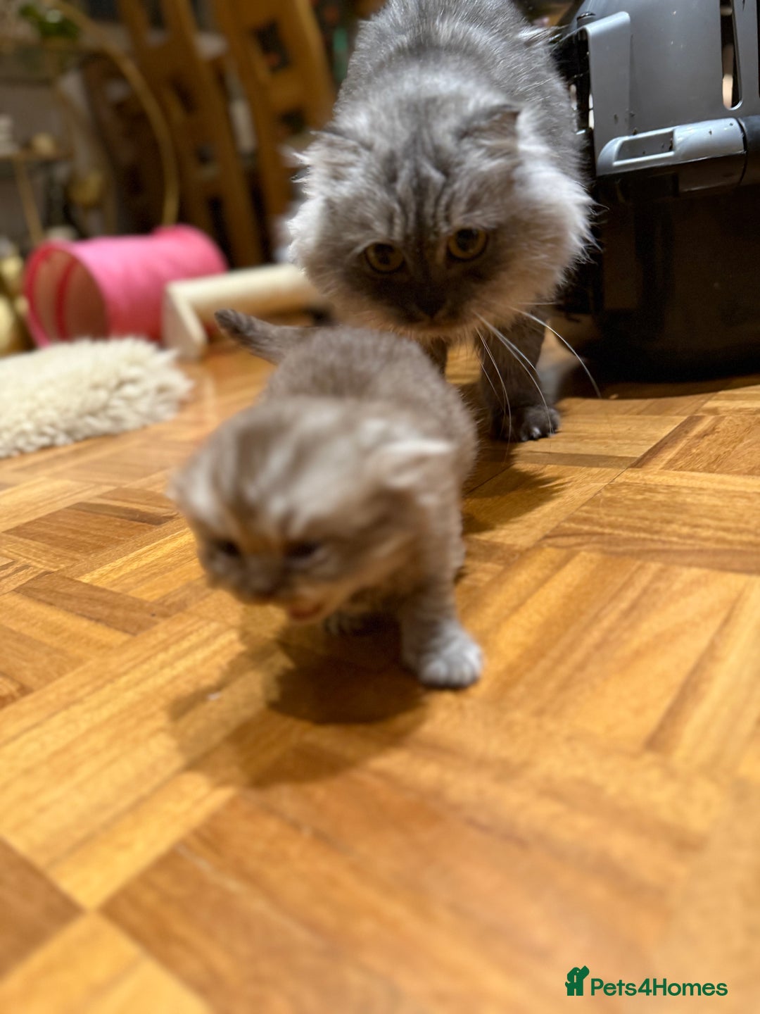 British Shorthair cats for sale: BSH x Fold stunning show kittens  - Advert 9