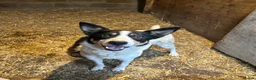 Border Collie dogs for sale: Border collie puppies for sale  in Montgomery - Advert 6
