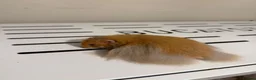Hamster rodents for sale: Long Haired Tame Male Syrian - Advert 1