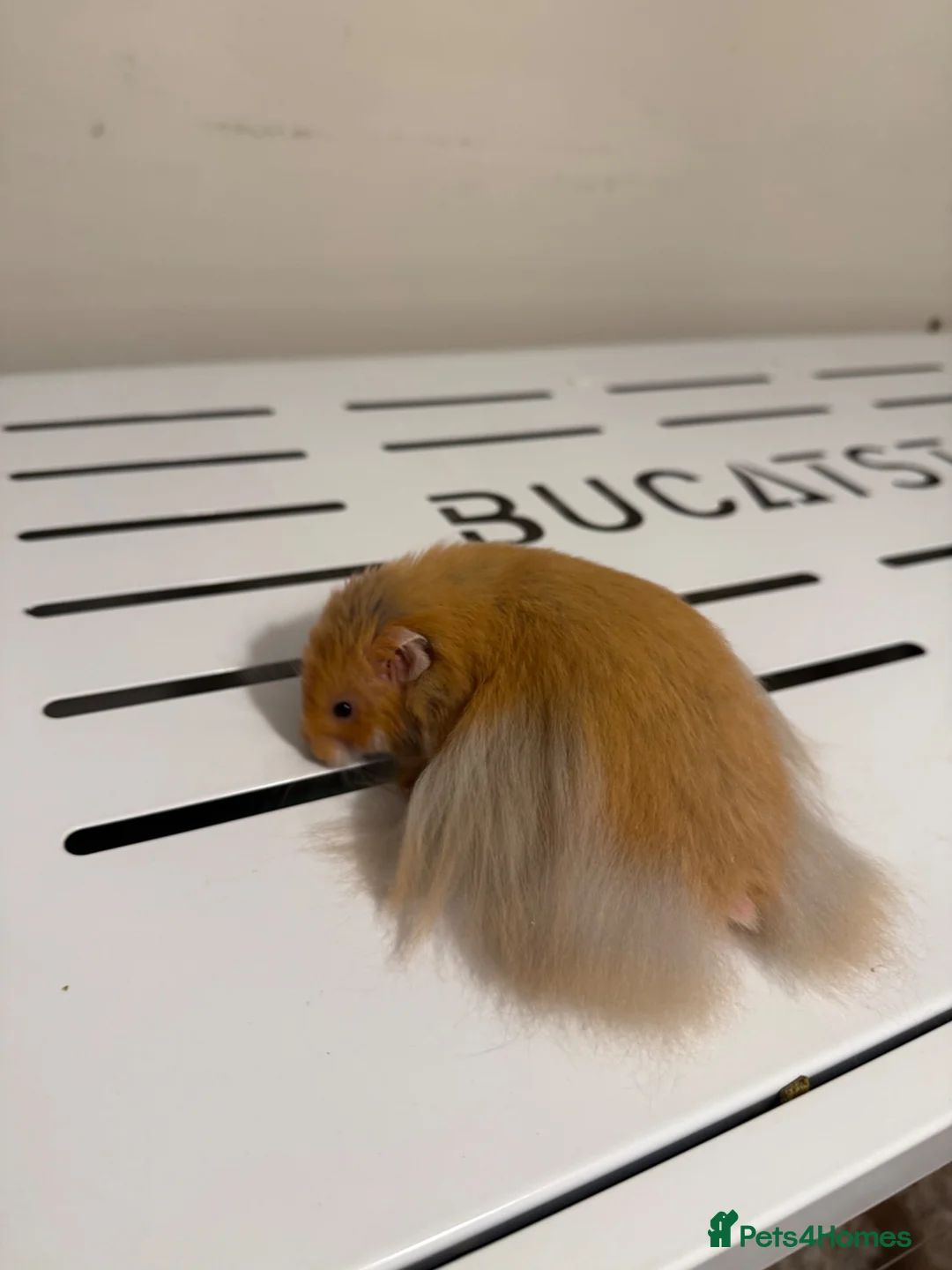 Hamster rodents for sale: Long Haired Tame Male Syrian - Advert 1