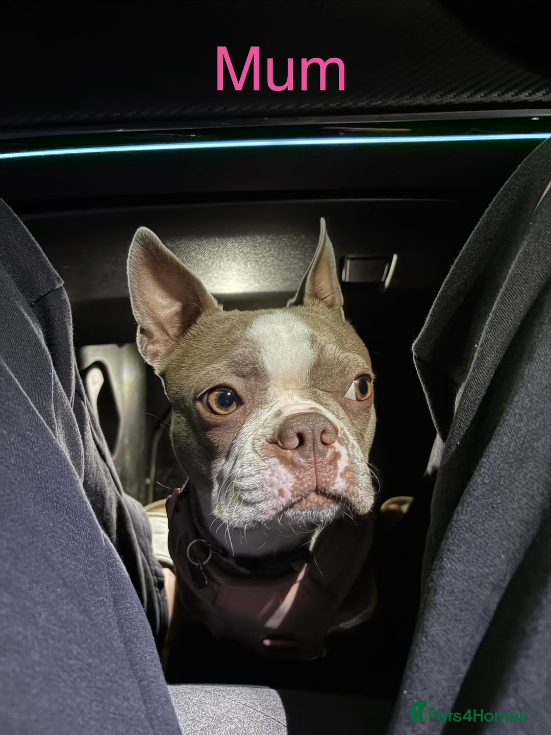 Boston Terrier dogs for sale: Premium & Rare Champaign Boston Terriers - Advert 7