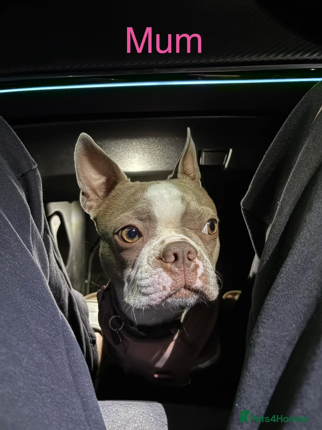 Boston Terrier dogs for sale: Rare Champaign KC Boston Terrier - Advert 18