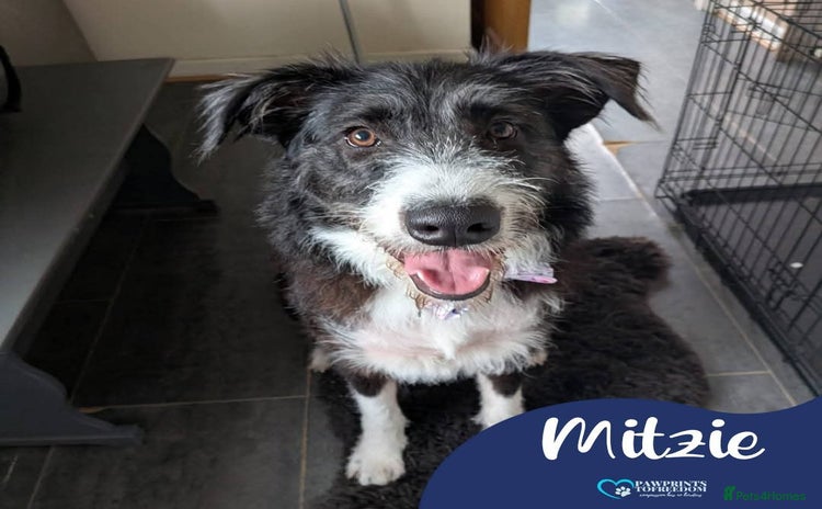 Mixed Breed dogs - Advert 1