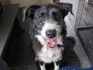 Mixed Breed dogs - Advert 12