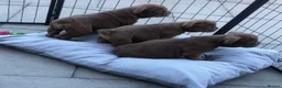 English Bulldog dogs for sale: Beautiful litter of English/British Bulldogs - Advert 13