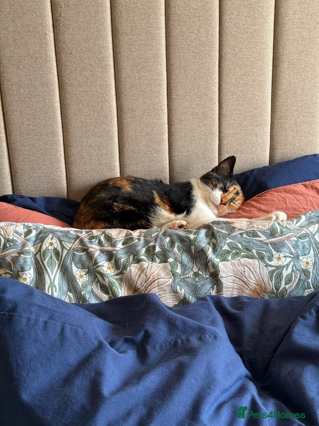 British Shorthair cats for sale: Edith - Advert 7