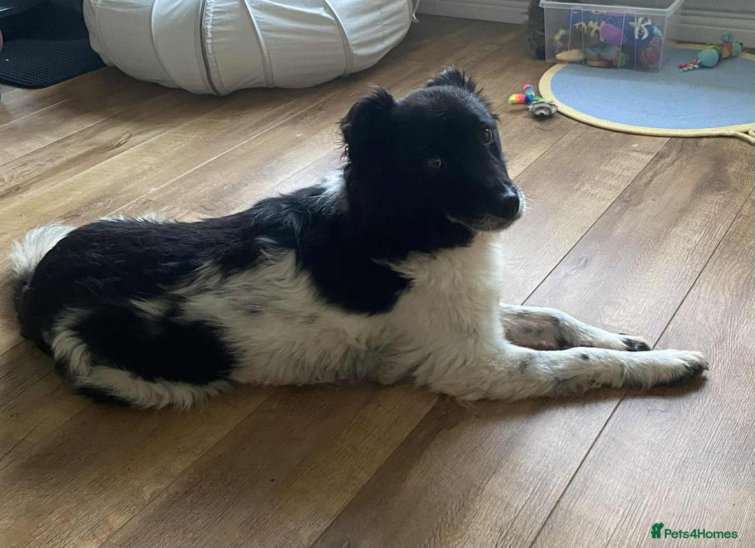 Mixed Breed dogs for adoption: Meet Beauty – A Gentle Soul with a Big Heart - Image 2