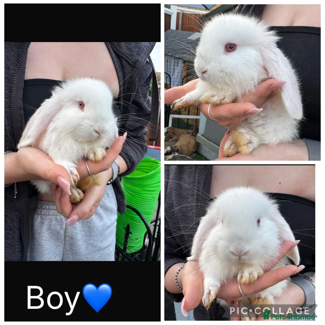 French Lop rabbits for sale: Pedigree French lop - Advert 1