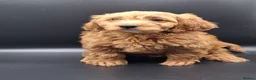 Cavapoo dogs for sale: Stunning Micro Asian Poodle x Cavapoo F1B puppies - Advert 17