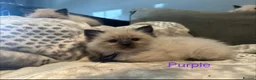 Ragdoll cats for sale: Ragdoll Kittens, Ready Now - Advert 17