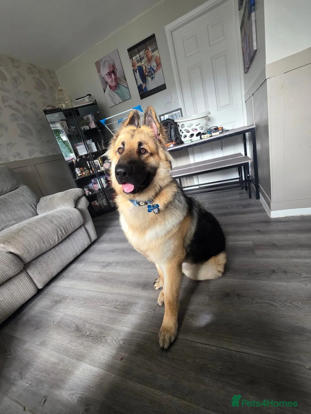 German Shepherd dogs for sale: 11 month old male German shepherd  in Lichfield - Advert 3