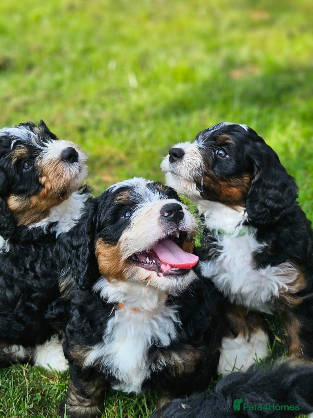 Bernedoodle dogs for sale: Curtabemdoodles Bernedoodles  - Image 9