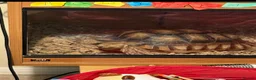 Tortoise reptiles for sale: Male sulcata tortoise for sale  - Advert 2