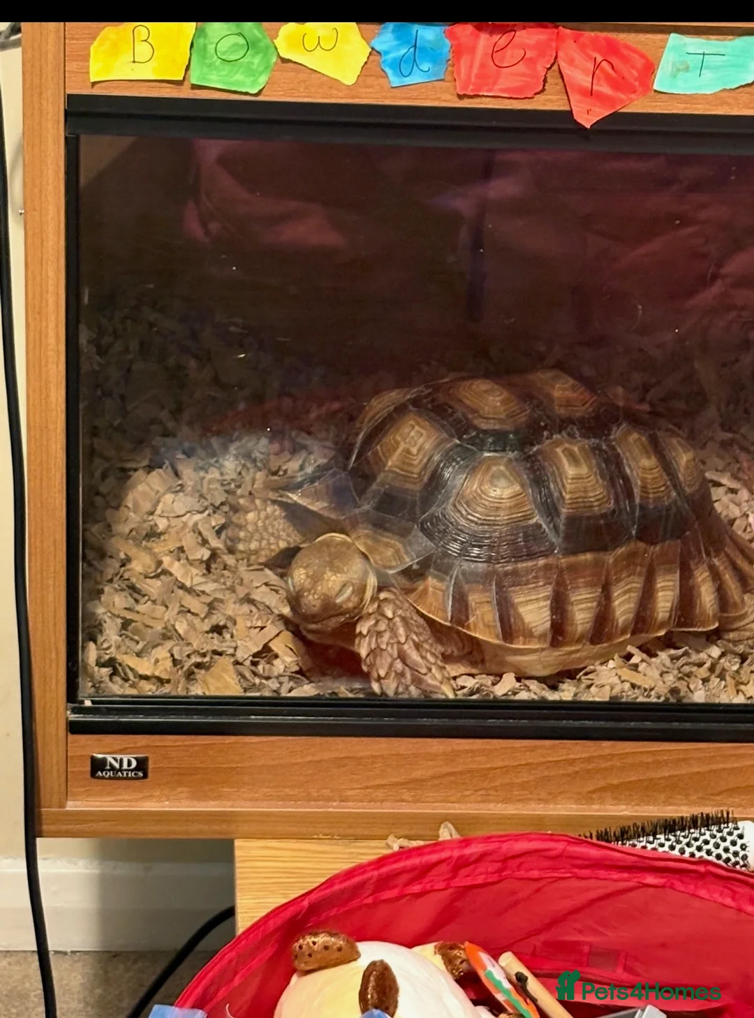 Tortoise reptiles for sale: Male sulcata tortoise for sale  - Advert 2