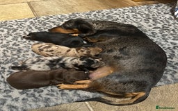 Miniature Dachshund dogs for sale: Miniature daschund puppies - Advert 9