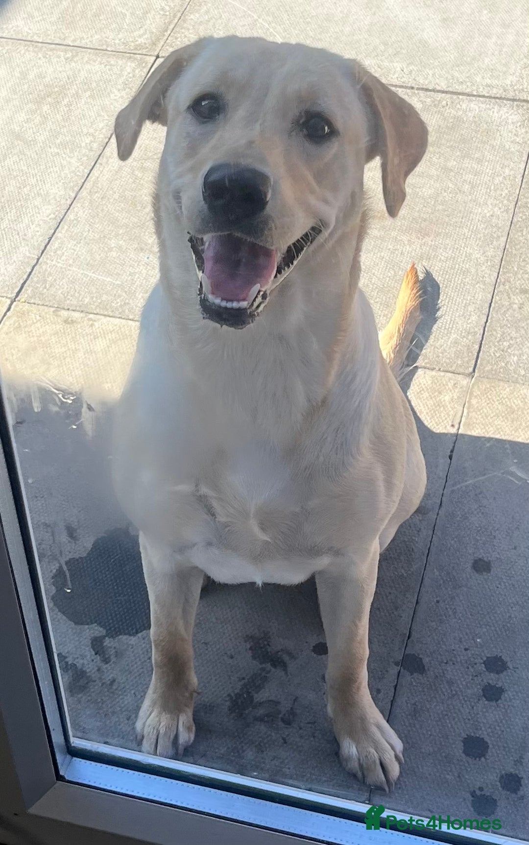 Labrador Retriever dogs for sale: Beautiful Labrador girl  - Image 1