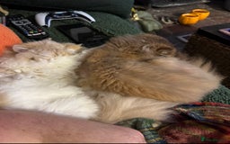 Persian cats for sale: Female Persian  - Image 5