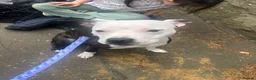 Staffordshire Bull Terrier dogs for sale: 10 month old Female Staffordshire Bull Terrier in Denny - Advert 1