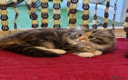 Mixed Breed cats for sale: Beautiful kittens  - Image 2