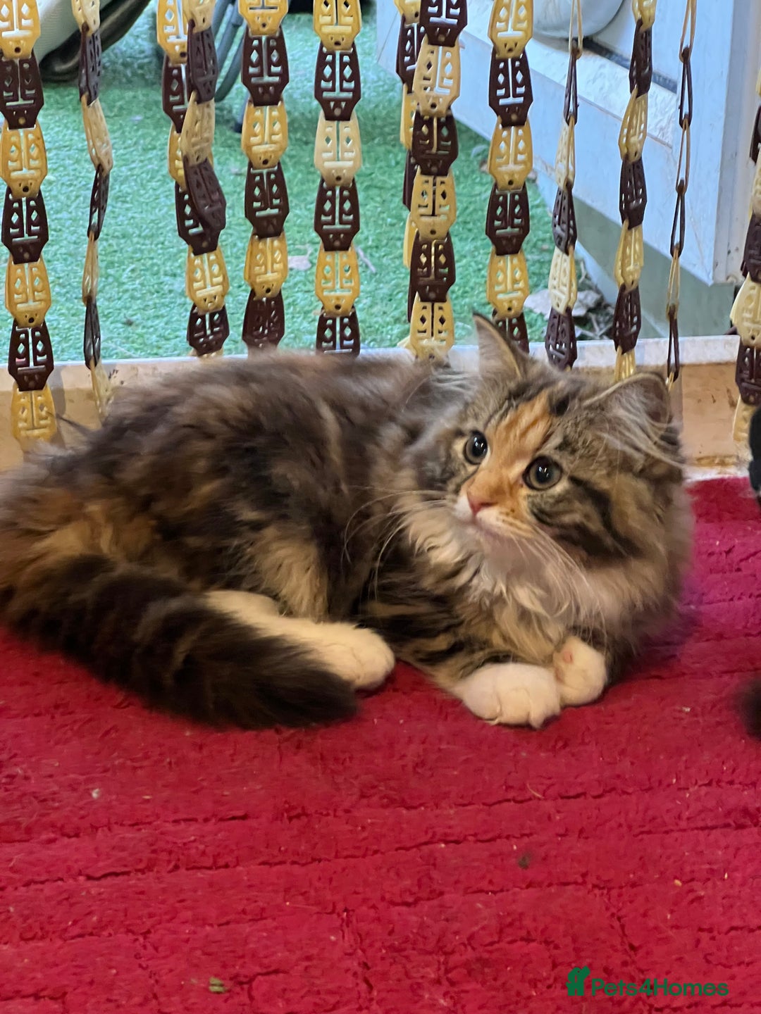 Mixed Breed cats for sale: Beautiful kittens  - Image 2