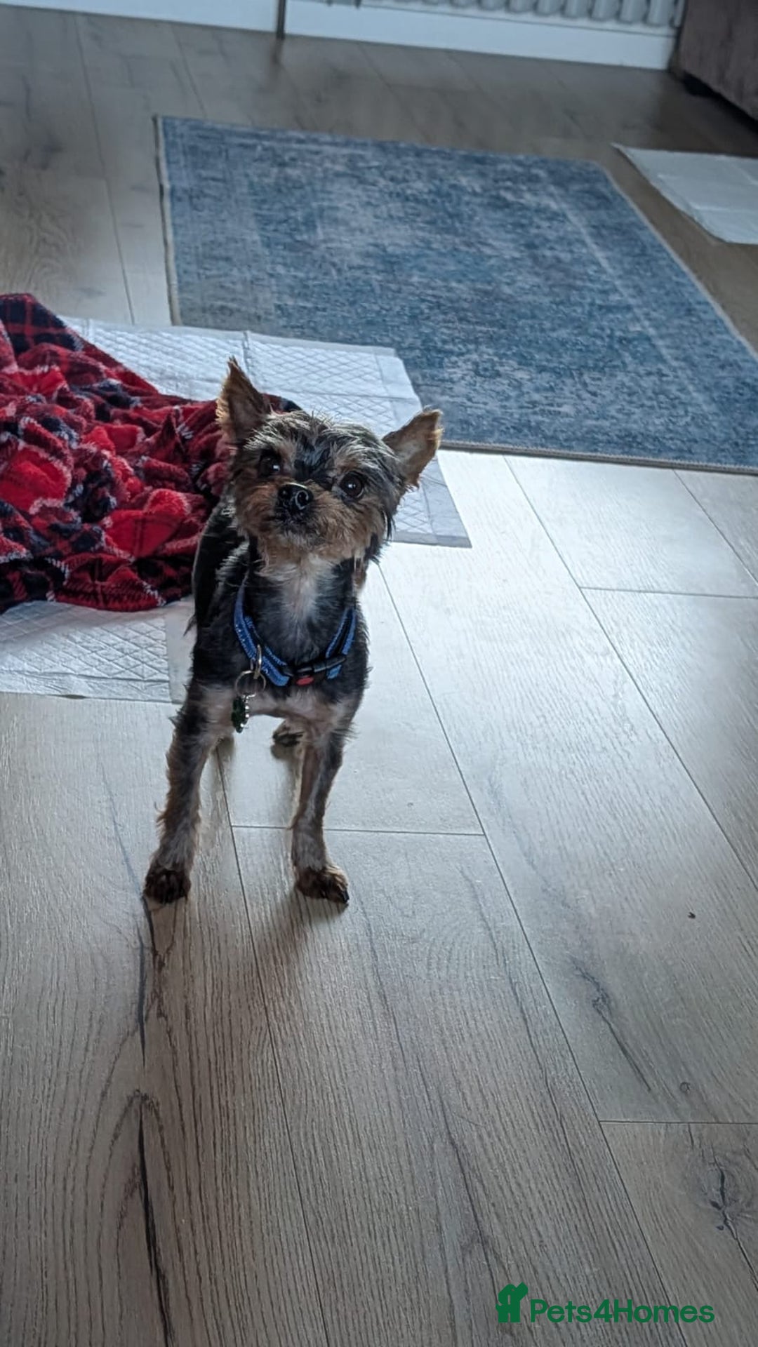 Yorkshire Terrier dogs for sale: Yorkshire terrier 6 years old - Advert 5