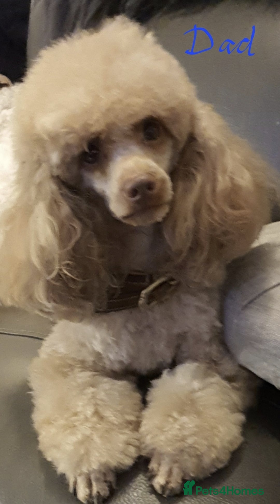 Toy Poodle dogs for sale: ASIAN CHAMPION lineage, KC registered Toy Poodles - Advert 17