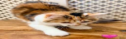Maine Coon cats for sale: 💖 MAINE COON X RAGDOLL *PARENTS HEALTH TESTED* 💖 - Advert 4